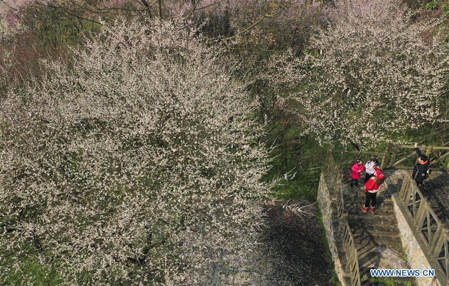 #CHINA-PLUM FLOWERS (CN)