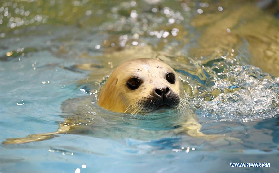 CHINA-HARBIN-SEAL (CN)