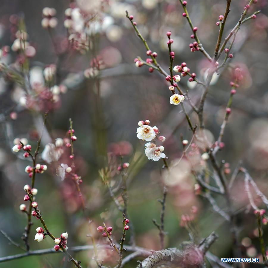 CHINA-JIANGSU-NANJING-PLUM BLOSSOM(CN)