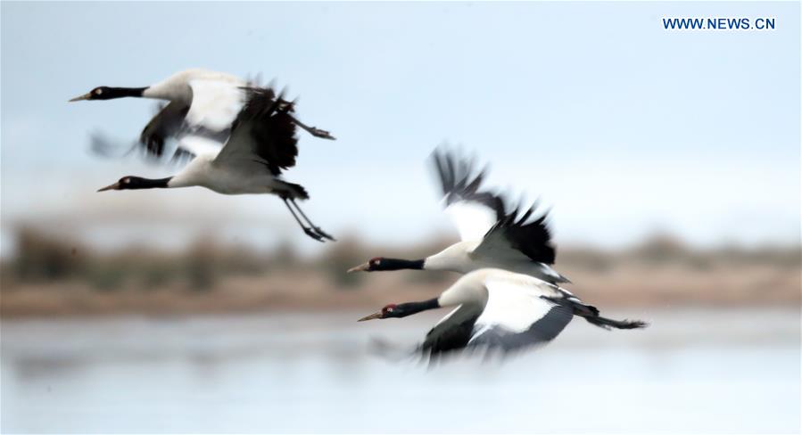 #CHINA-GUIZHOU-WEINING-BLACK-NECKED CRANES (CN*)