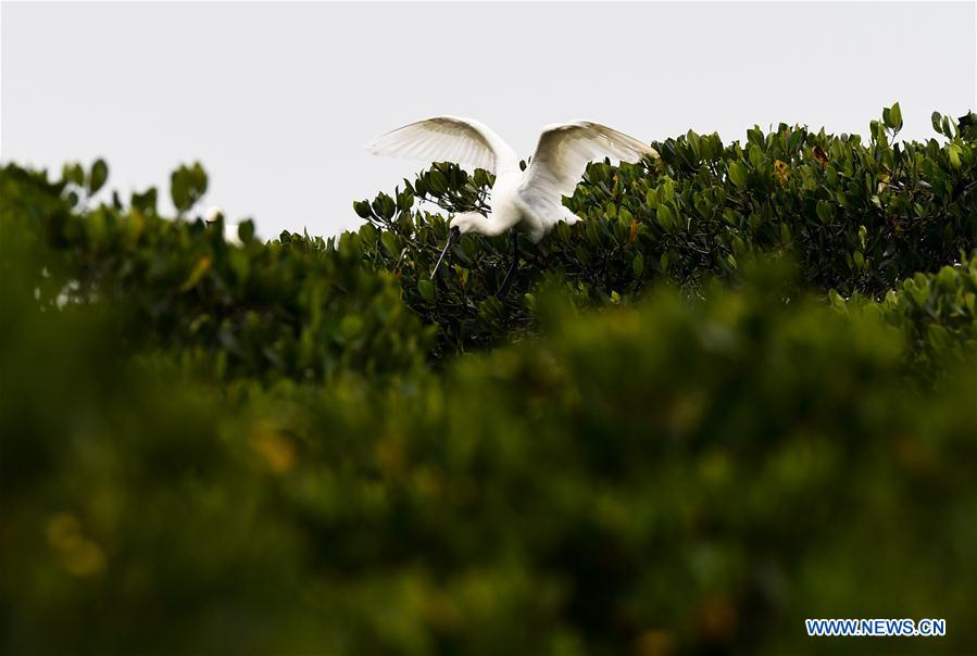 CHINA-HAINAN-SPRING-SPOONBILLS (CN)