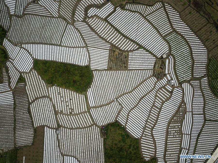 #CHINA-GUIZHOU-SPRING-VEGETABLE BASE(CN)