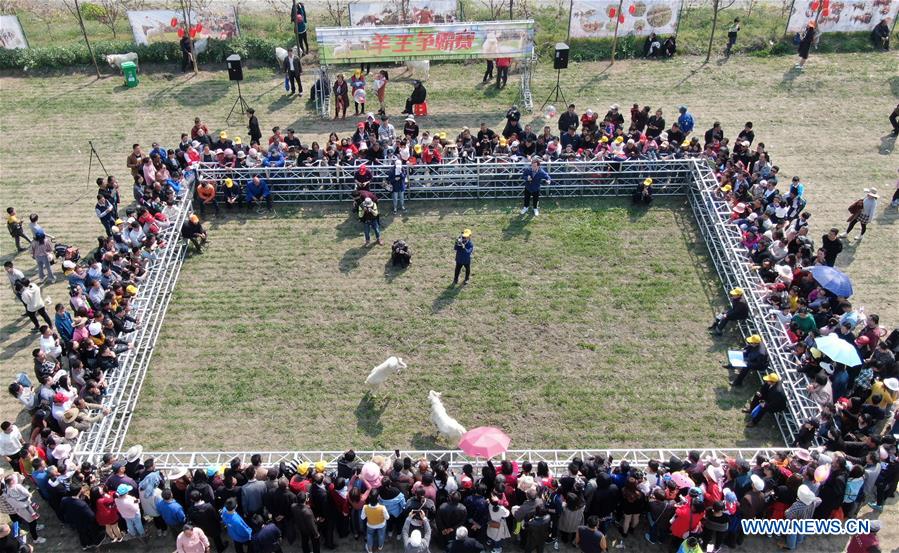 #CHINA-JIANGSU-NANTONG-GOAT FIGHT (CN)