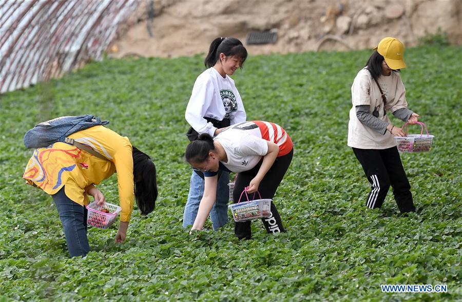 CHINA-XINJIANG-QAPQAL-STRAWBERRY-TOURISM (CN)