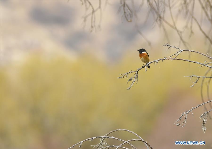 CHINA-TIBET-LHASA-WETLAND-SPRING