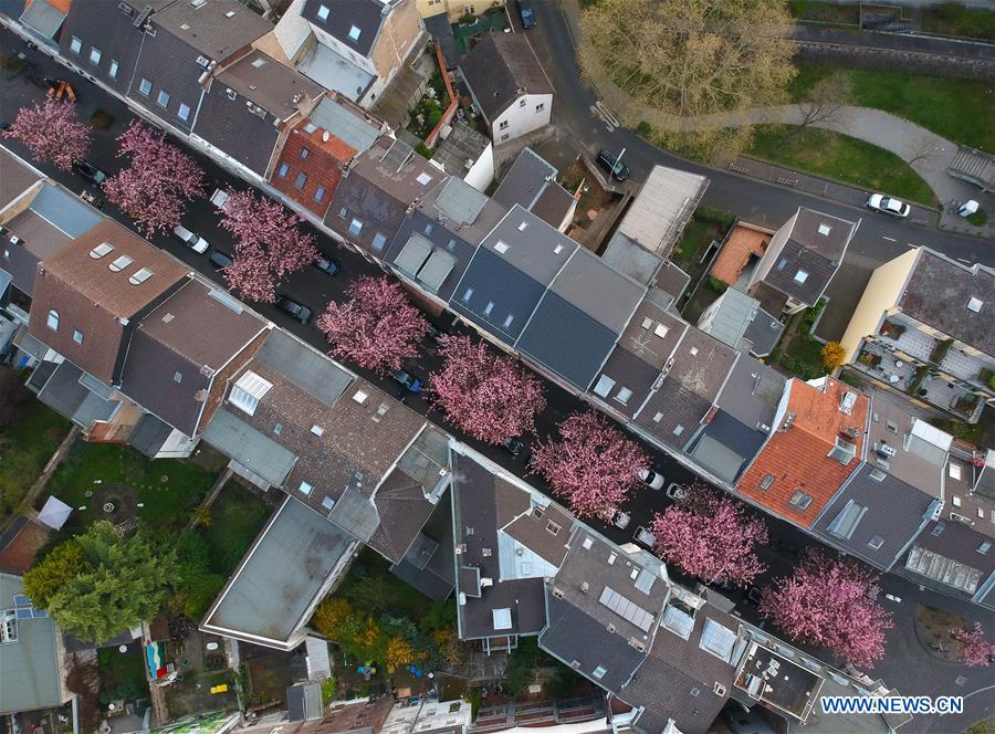 GERMANY-BONN-CHERRY-BLOSSOM