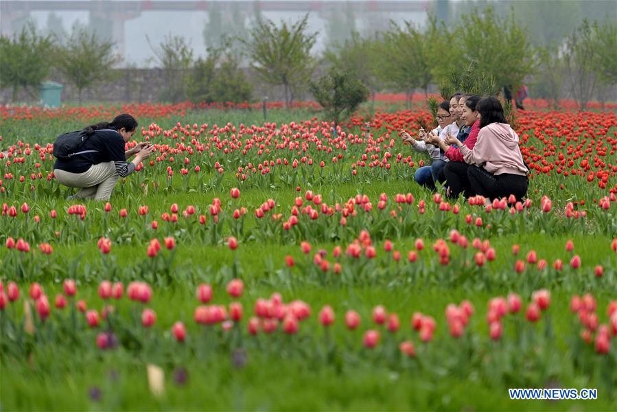 CHINA-HEIBEI-TULIP (CN)