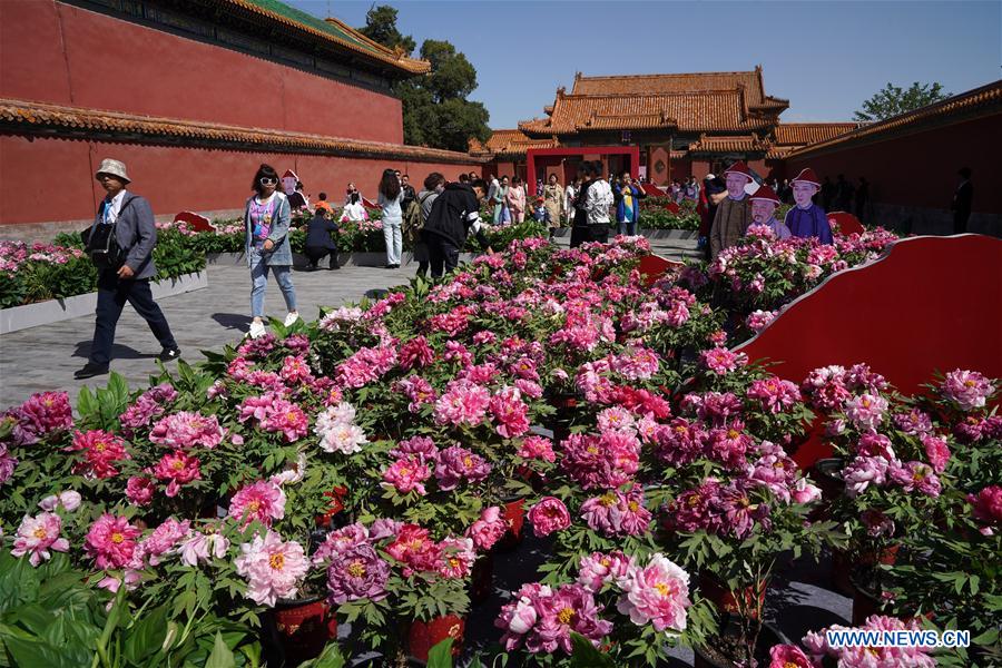 CHINA-BEIJING-PEONY FLOWER (CN)