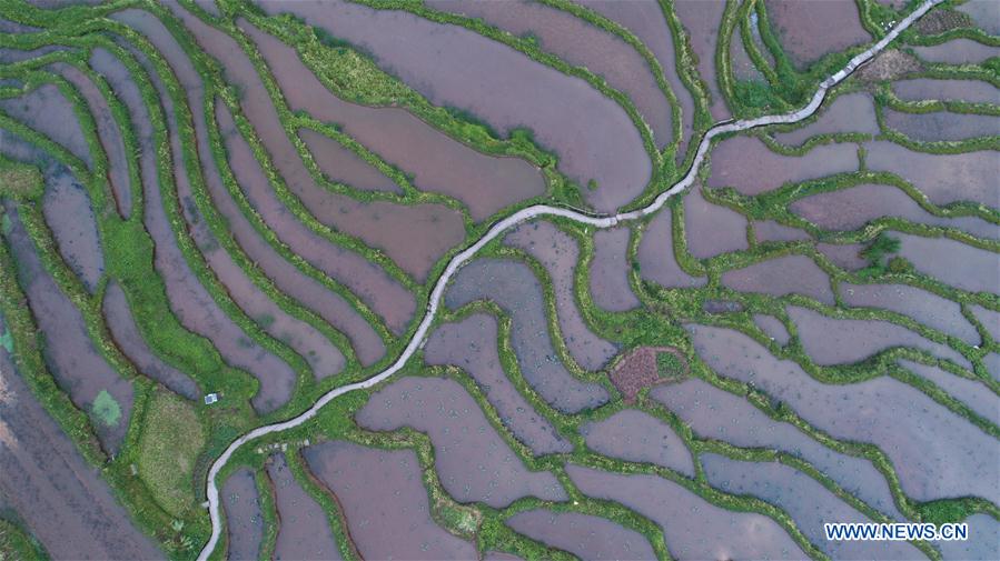 #CHINA-GUIZHOU-ZUNYI-TERRACED FIELDS (CN)