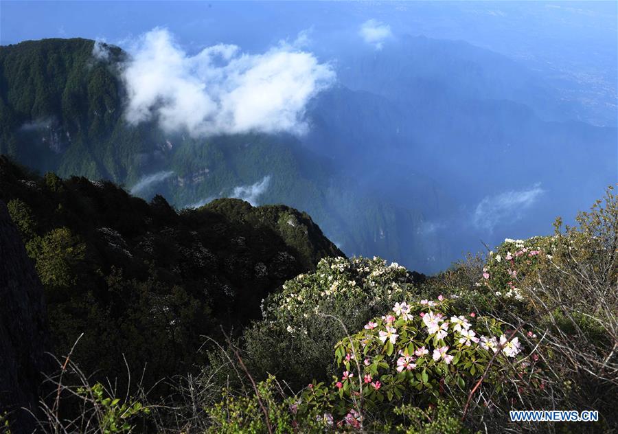 CHINA-SICHUAN-AZALEA BLOSSOM (CN)