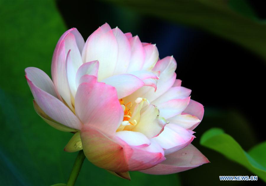 #CHINA-ANHUI-SUMMER-LOTUS (CN)