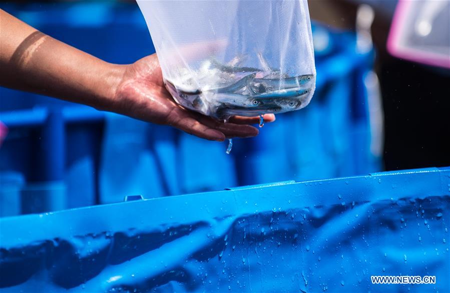 CHINA-YUNNAN-FUXIAN LAKE-FISH FRIES-RELEASING (CN)