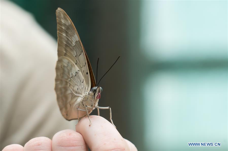 HUNGARY-BUDAPEST-ZOO-BUTTERFLY