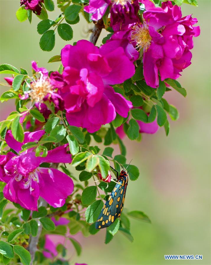 CHINA-TIBET-FLOWER ECONOMY (CN)