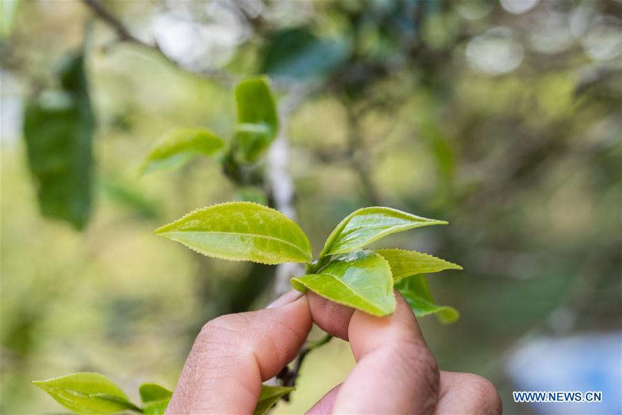 CHINA-YUNNAN-BULANG MOUNTAIN-TEA INDUSTRY (CN)