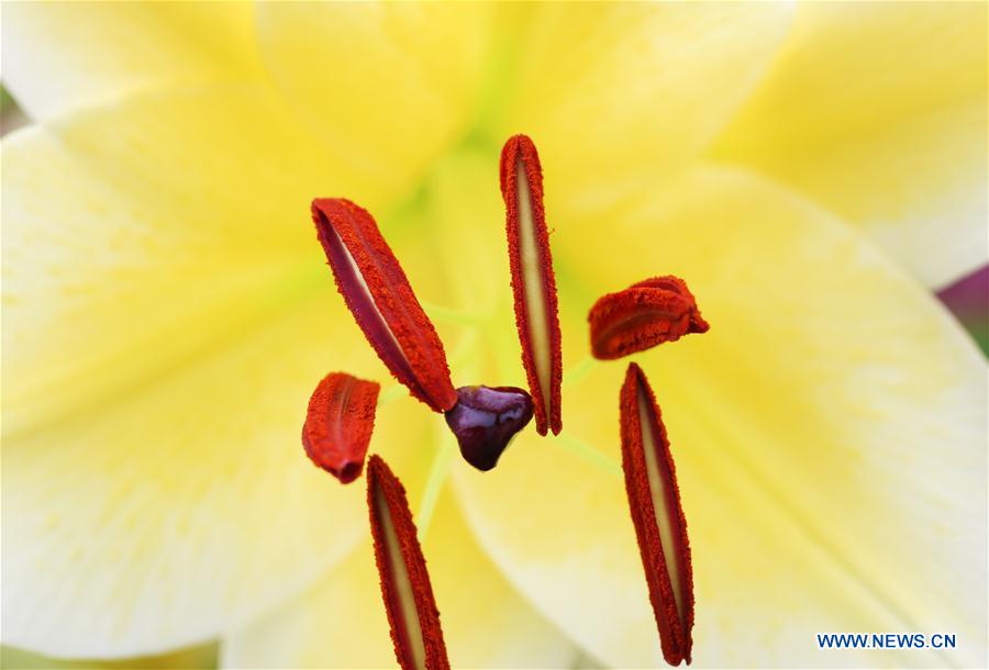 #CHINA-JIANGSU-NANTONG-GREEN EXPO GARDEN-FLOWER(CN)