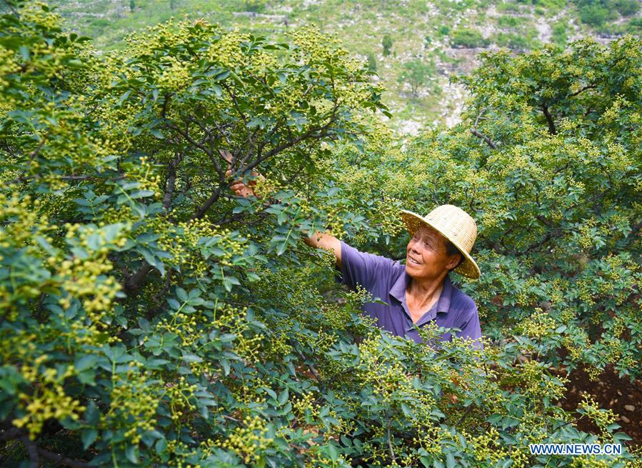 #CHINA-FARMING SEASON (CN)