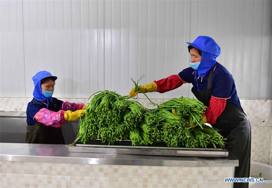 CHINA-GUANGXI-LIUZHOU-RIVER SNAIL RICE NOODLES-INGREDIENT-LONG BEAN (CN)