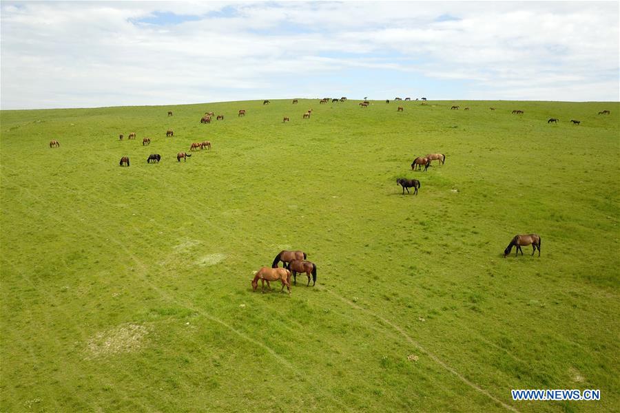 CHINA-GANSU-HORSE RANCH (CN)