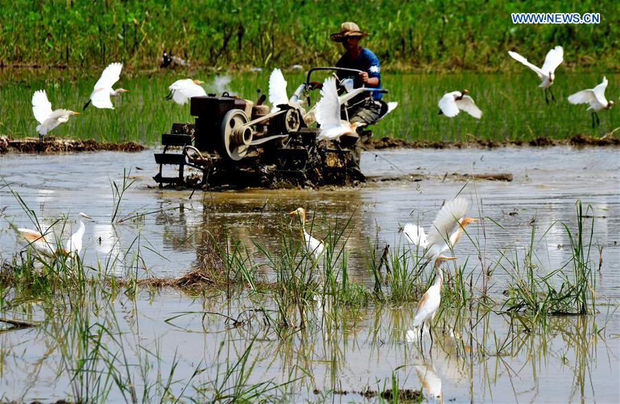 CHINA-FUJIAN-WUYISHAN-BIRD (CN)