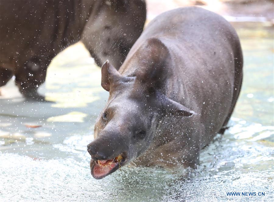 ITALY-ROME-ZOO-ANIMALS-HEAT