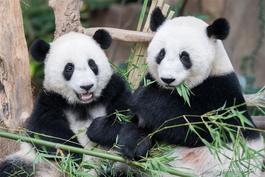 MALAYSIA-KUALA LUMPUR-GIANT PANDA CUB-NAMING-YI YI