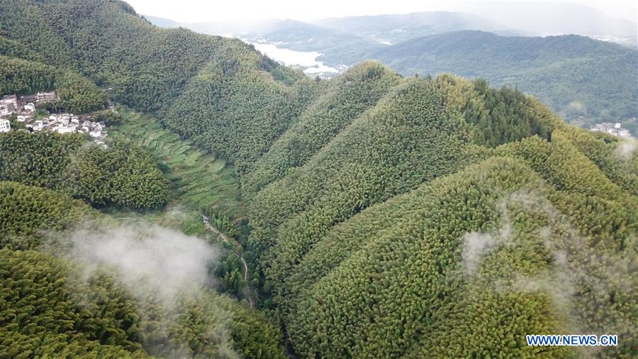 CHINA-ANHUI-BAMBOO FOREST-SCENERY (CN)