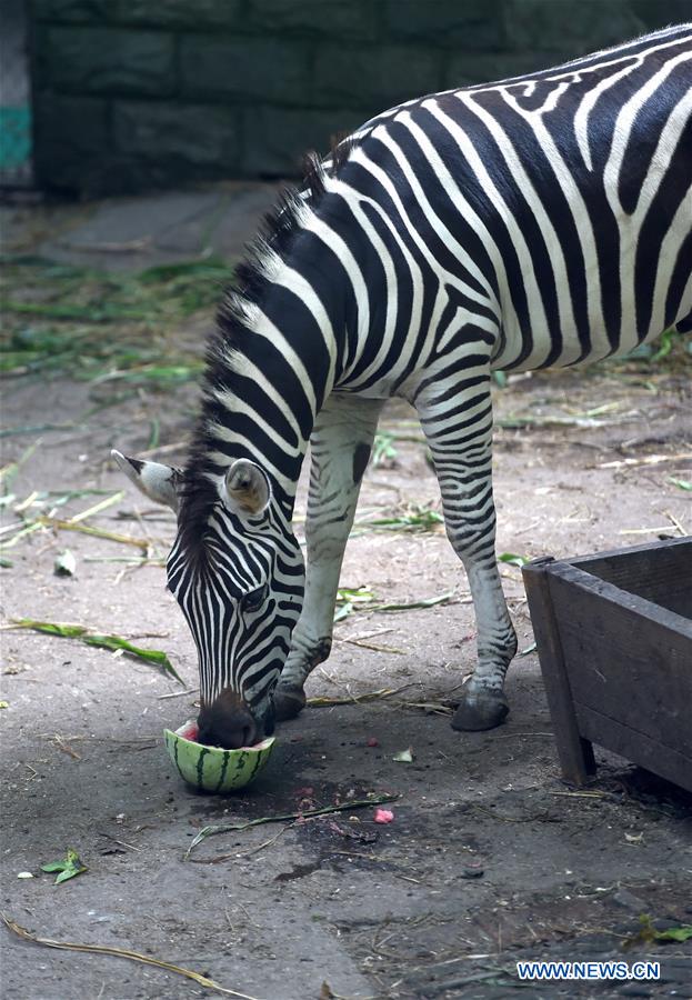 CHINA-ZHEJIANG-HANGZHOU-ANIMALS-SUMMER (CN)