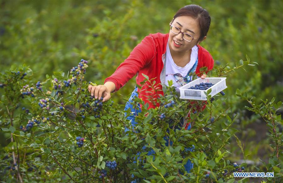 CHINA-HEILONGJIANG-BLUEBERRY-HARVEST (CN)