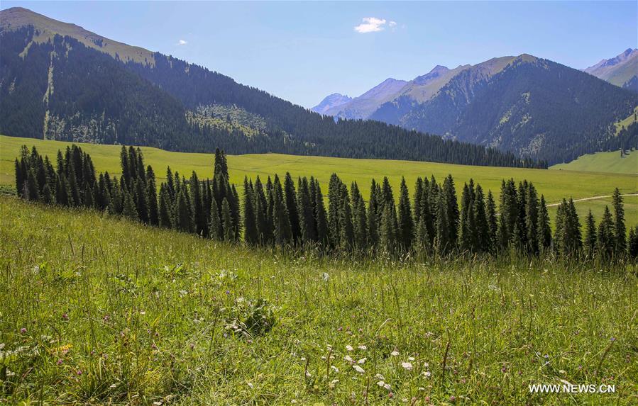 CHINA-XINJIANG-TEKES-KARADALA-LIFE (CN)