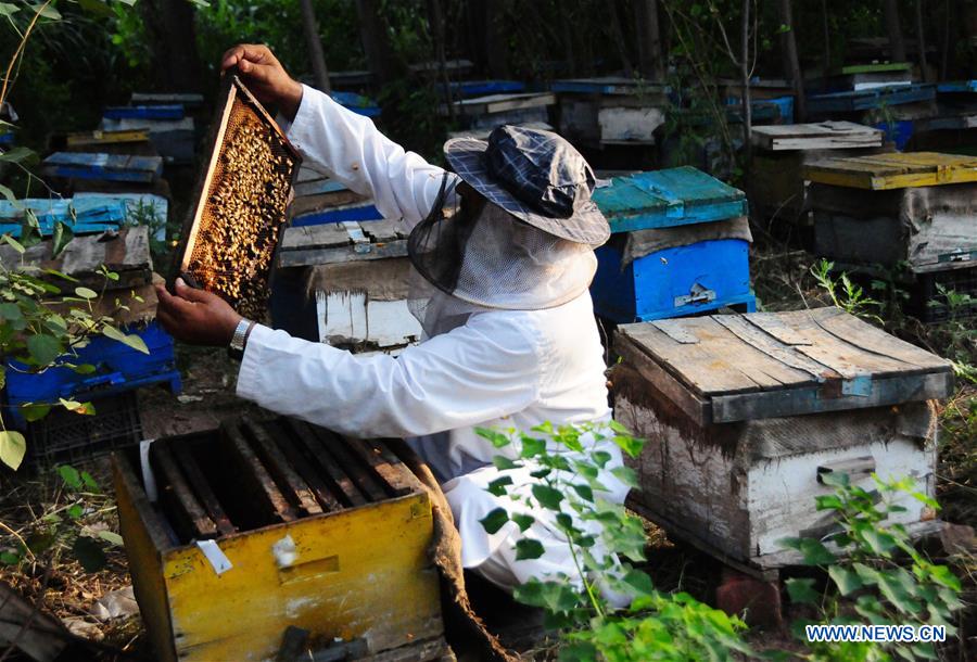 PAKISTAN-PESHAWAR-HONEY COLLECTION