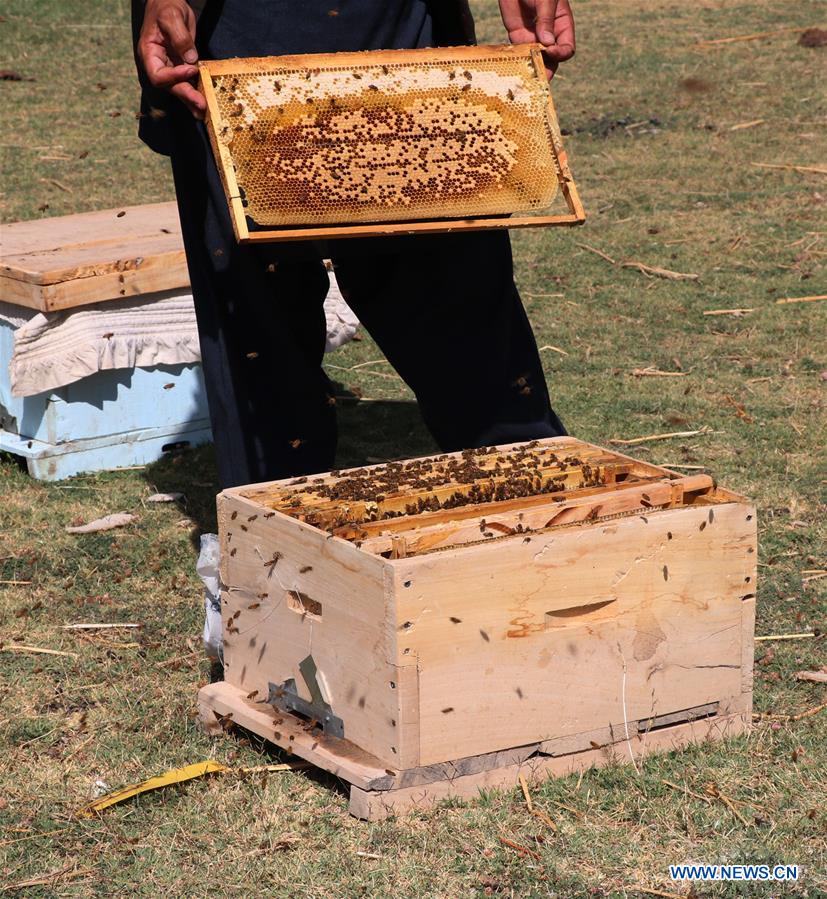 AFGHANISTAN-BAGHLAN-BEE FARM