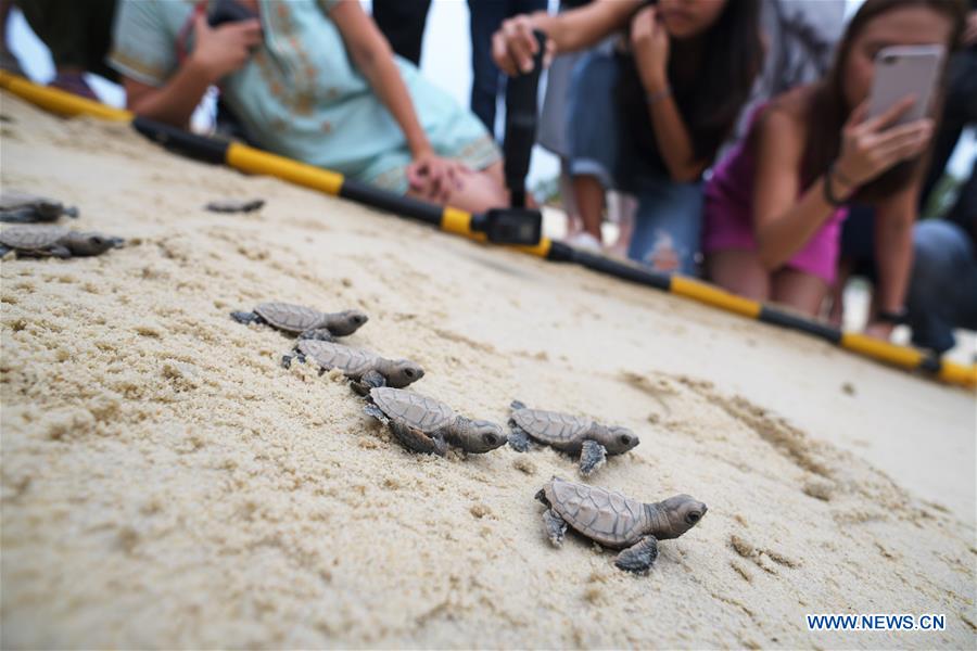 SINGAPORE-SENTOSA ISLAND-HAWKSBILL SEA TURTLE