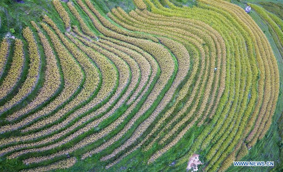 CHINA-FARMERS' HARVEST FESTIVAL (CN)