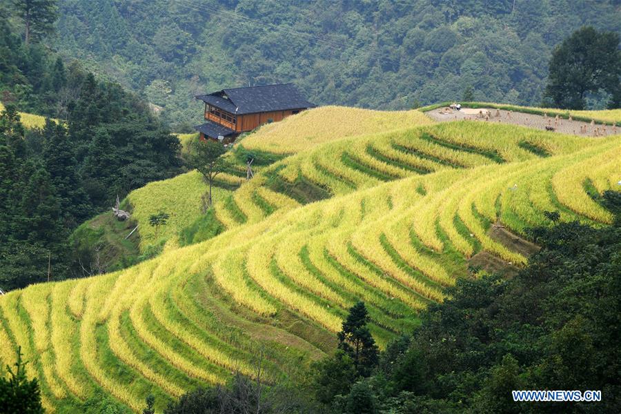 CHINA-HARVEST-AERIAL VIEW (CN)