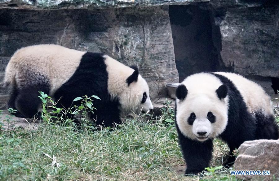 CHINA-BEIJING-ZOO-GIANT PANDA TWINS-DEBUT(CN)