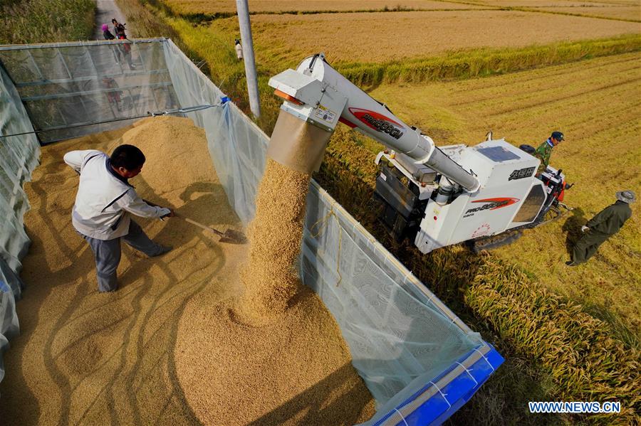 CHINA-HEBEI-RICE-HARVEST (CN)