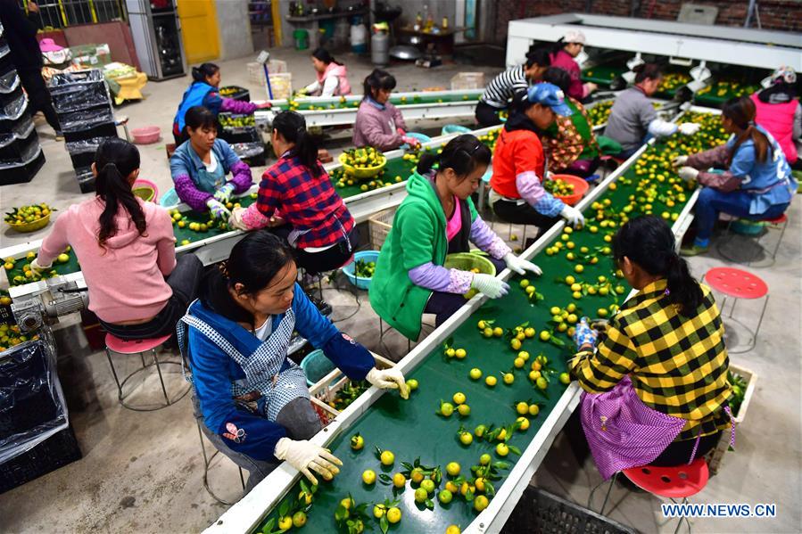 CHINA-GUANGXI-LUZHAI-TANGERINE-POVERTY ALLEVIATION (CN)