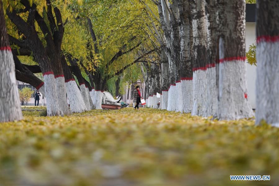 CHINA-INNER MONGOLIA-HOHHOT-AUTUMN SCENERY (CN)