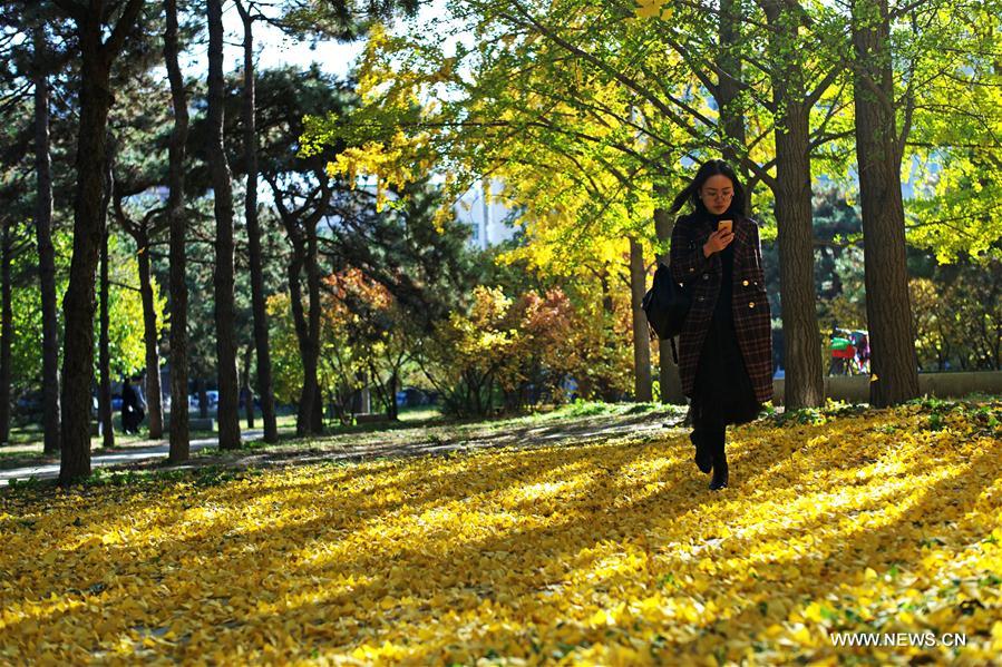 CHINA-BEIJING-TSINGHUA UNIVERSITY-AUTUMN SCENERY (CN)