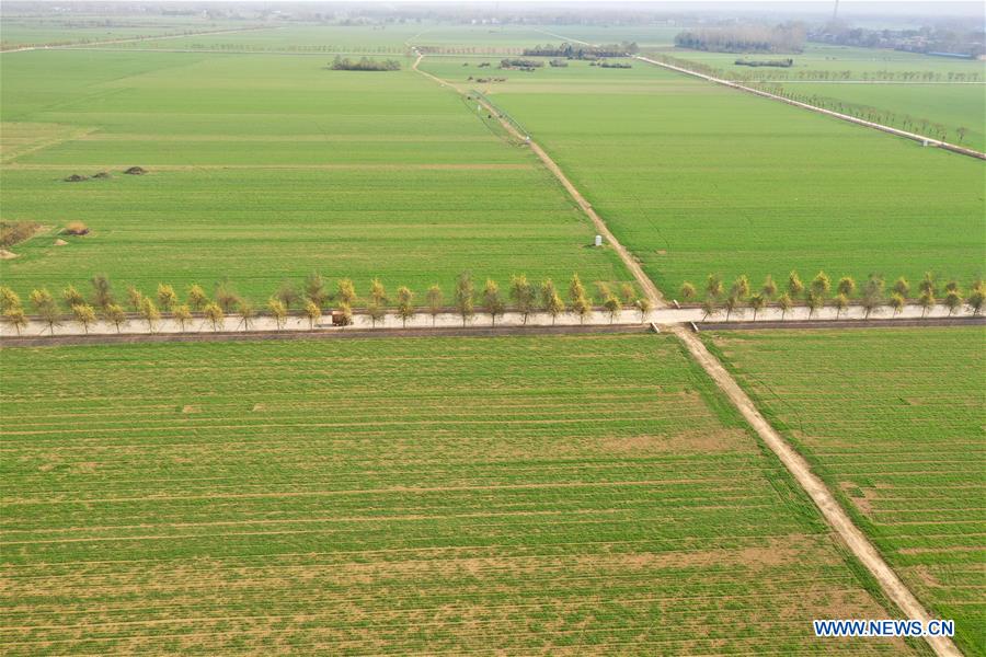 CHINA-HENAN-WINTER WHEAT-SCENERY (CN)