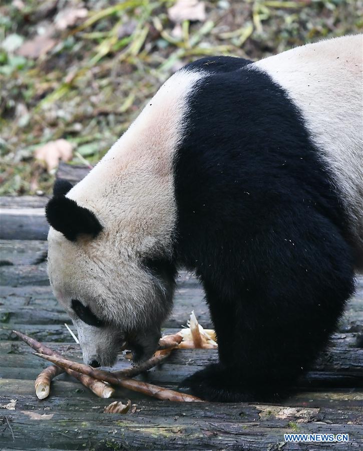 CHINA-SICHUAN-YA'AN-PANDA-RETURN (CN)