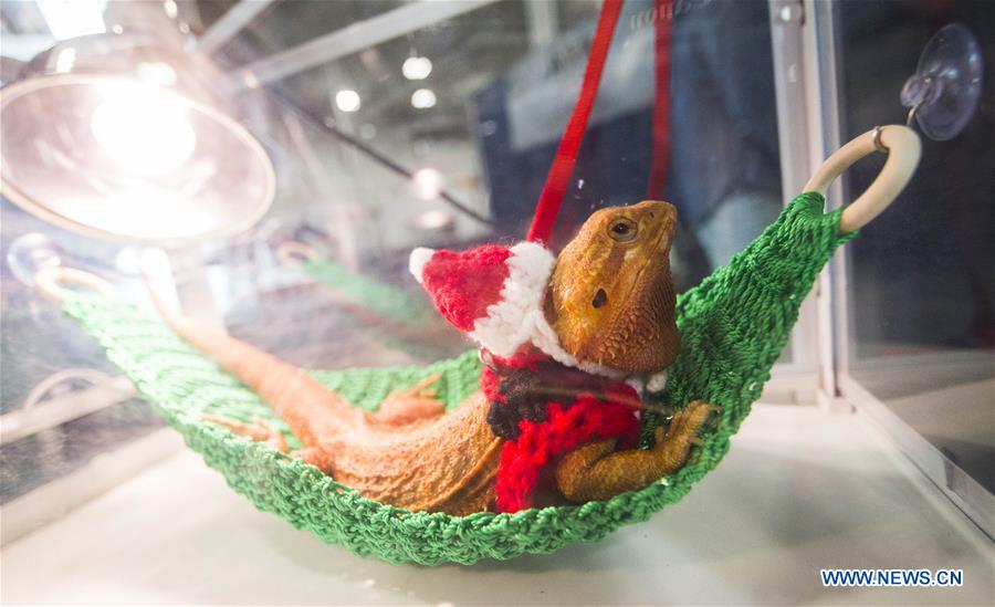 CANADA-TORONTO-CHRISTMAS PET SHOW