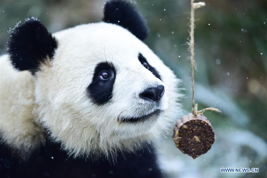 CHINA-QINGHAI-XINING-GIANT PANDA-SNOW (CN)