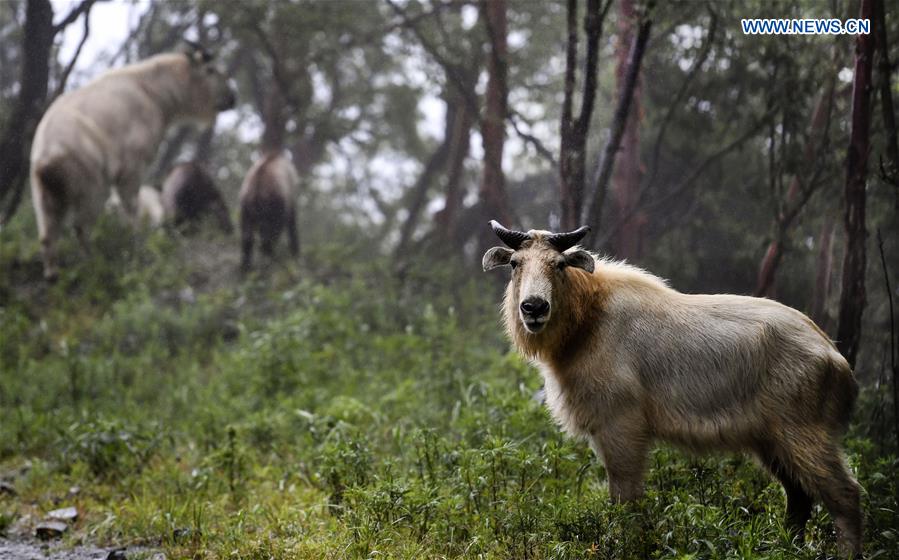 CHINA-SHAANXI-QINLING MOUNTAINS-BIO-DIVERSITY (CN)