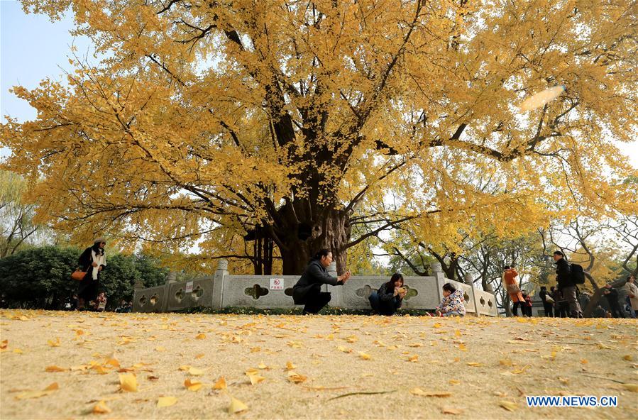 CHINA-SHANGHAI-GINKGO TREE (CN)