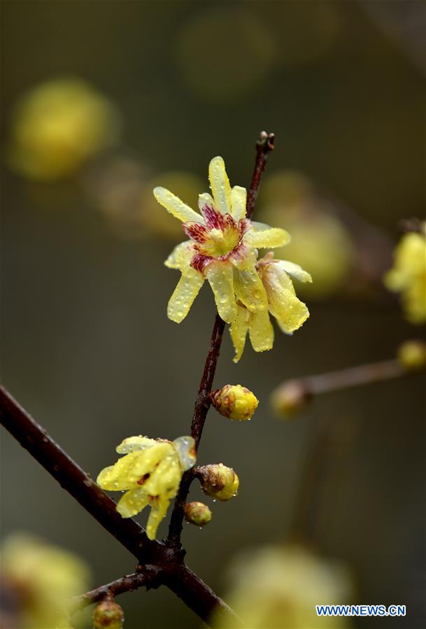 #CHINA-HUBEI-ENSHI-WINTER FLOWERS (CN)