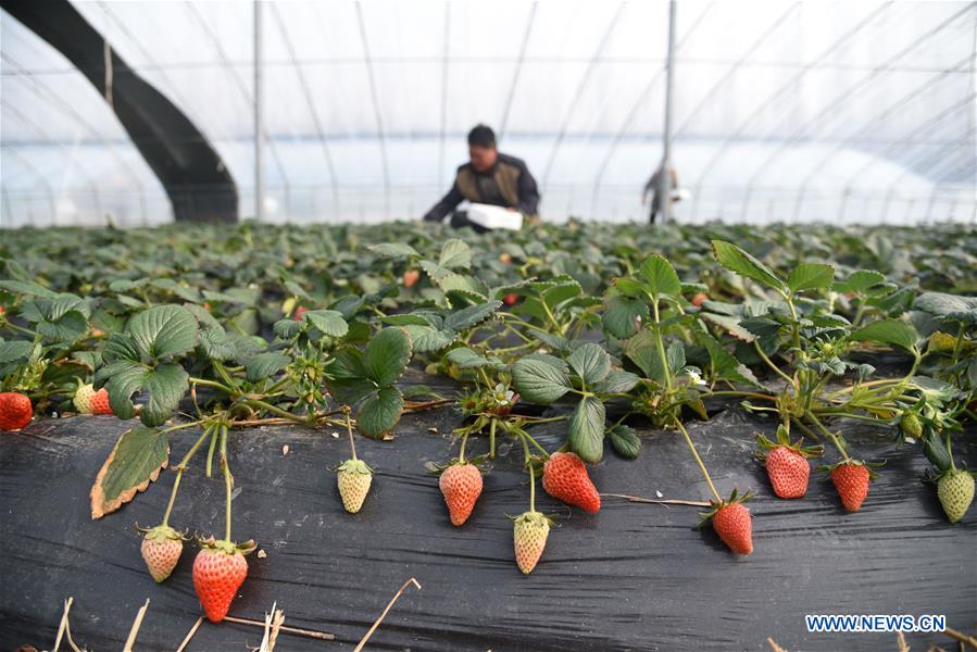 CHINA-SHANDONG-RIZHAO-POVERTY ALLEVIATION (CN)