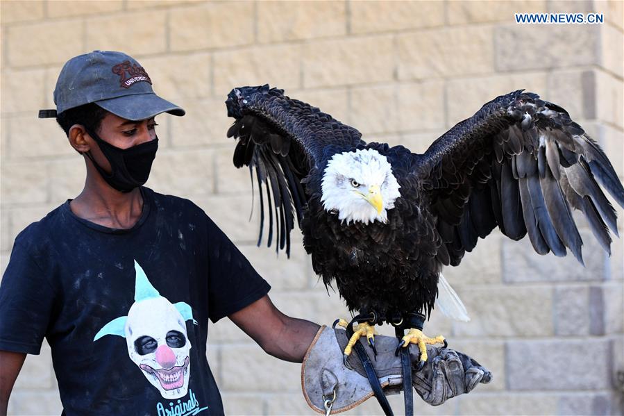 KUWAIT-MUBARAK AL-KABEER GOVERNORATE-RAPTOR SHOW