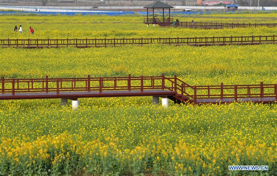 CHINA-JIANGXI-COLE FLOWER FIELDS (CN)